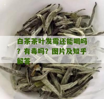 白茶茶叶发霉还能喝吗？有毒吗？图片及知乎解答