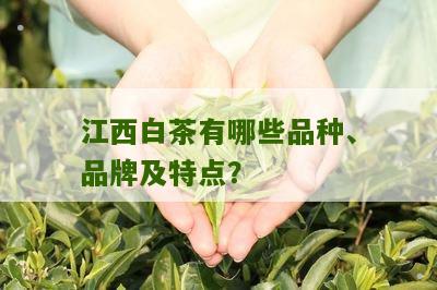 江西白茶有哪些品种、品牌及特点？