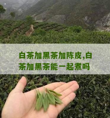 白茶加黑茶加陈皮,白茶加黑茶能一起煮吗