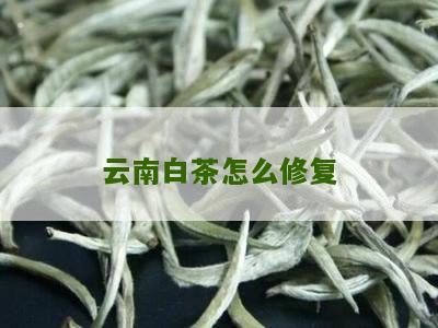 云南白茶怎么修复