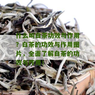 什么叫白茶功效与作用？白茶的功效与作用图片，全面了解白茶的功效与作用！