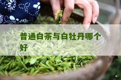 普通白茶与白牡丹哪个好