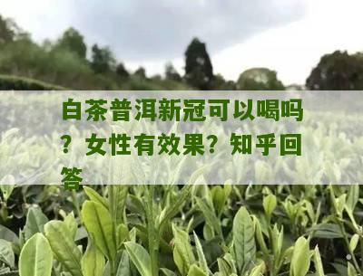 白茶普洱新冠可以喝吗？女性有效果？知乎回答