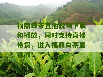 福鼎白茶直播视频下载和播放，同时支持直播带货，进入福鼎白茶直播间！