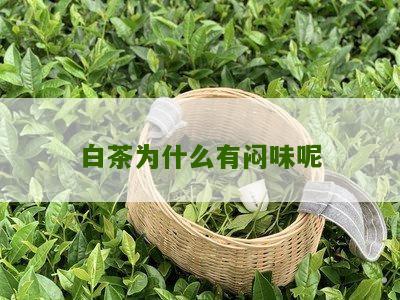 白茶为什么有闷味呢