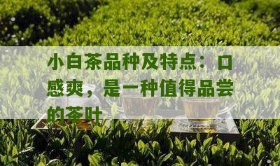 小白茶品种及特点：口感爽，是一种值得品尝的茶叶