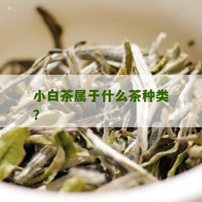 小白茶属于什么茶种类？