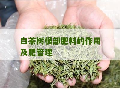 白茶树根部肥料的作用及肥管理