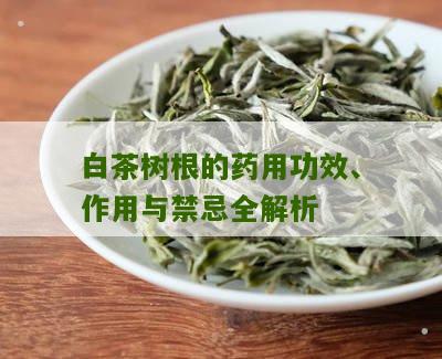 白茶树根的药用功效、作用与禁忌全解析