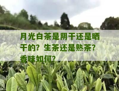 月光白茶是阴干还是晒干的？生茶还是熟茶？香味如何？