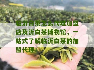 临沂白茶怎么代理加盟店及沂白茶博物馆，一站式了解临沂白茶的加盟代理！