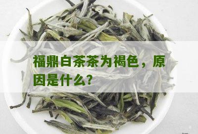 福鼎白茶茶为褐色，原因是什么？