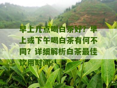 早上几点喝白茶好？早上或下午喝白茶有何不同？详细解析白茶最佳饮用时间。