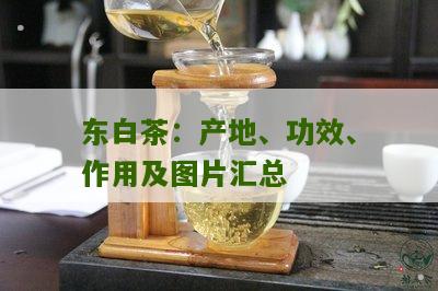 东白茶：产地、功效、作用及图片汇总