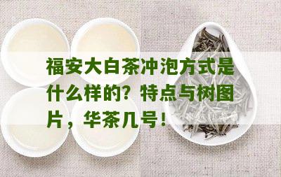 福安大白茶冲泡方式是什么样的？特点与树图片，华茶几号！