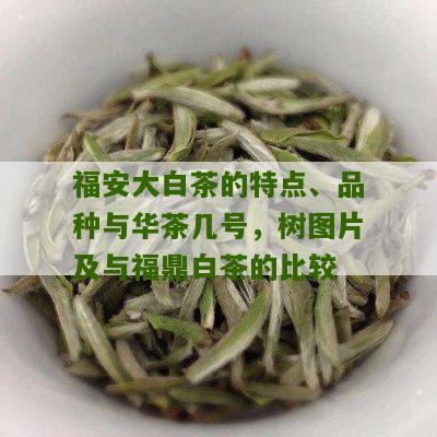 福安大白茶的特点、品种与华茶几号，树图片及与福鼎白茶的比较