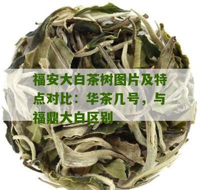 福安大白茶树图片及特点对比：华茶几号，与福鼎大白区别