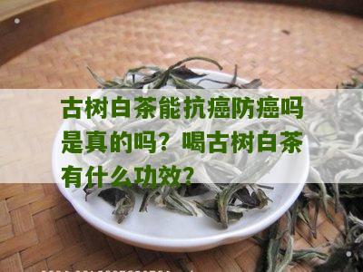 古树白茶能抗癌防癌吗是真的吗？喝古树白茶有什么功效？