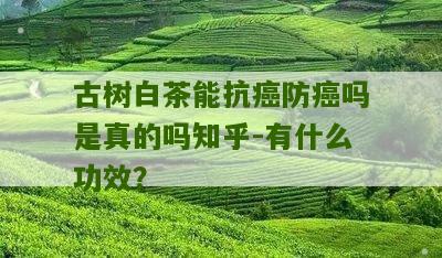 古树白茶能抗癌防癌吗是真的吗知乎-有什么功效？