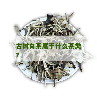 古树白茶属于什么茶类？