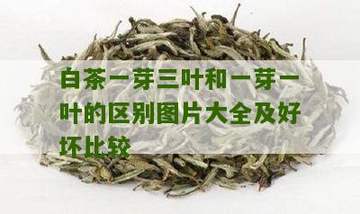 白茶一芽三叶和一芽一叶的区别图片大全及好坏比较