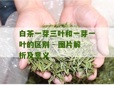 白茶一芽三叶和一芽一叶的区别 - 图片解析及意义