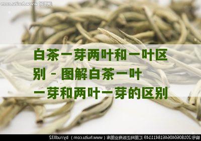 白茶一芽两叶和一叶区别 - 图解白茶一叶一芽和两叶一芽的区别