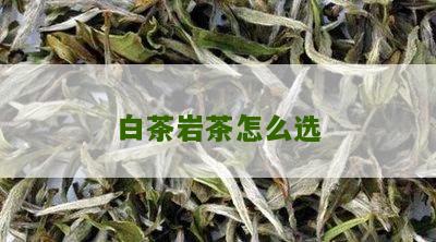 白茶岩茶怎么选