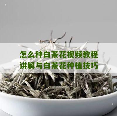 怎么种白茶花视频教程讲解与白茶花种植技巧