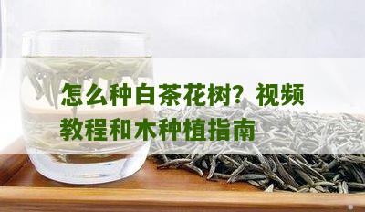 怎么种白茶花树？视频教程和木种植指南