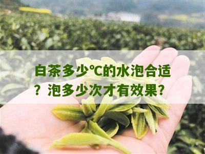 白茶多少℃的水泡合适？泡多少次才有效果？