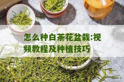 怎么种白茶花盆栽:视频教程及种植技巧