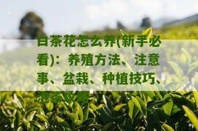 白茶花怎么养(新手必看)：养殖方法、注意事、盆栽、种植技巧、泡茶攻略