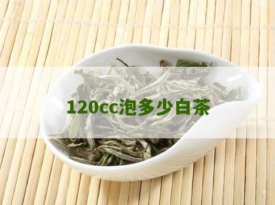 120cc泡多少白茶