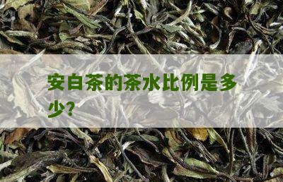 安白茶的茶水比例是多少？