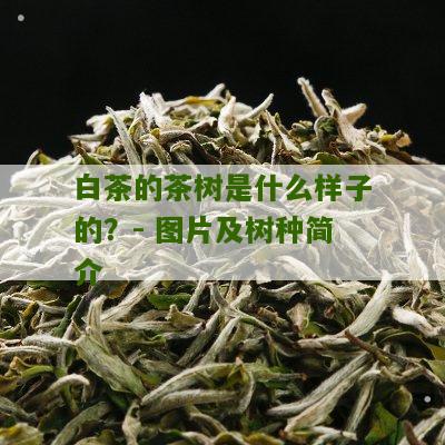 白茶的茶树是什么样子的？- 图片及树种简介