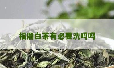 福鼎白茶有必要洗吗吗