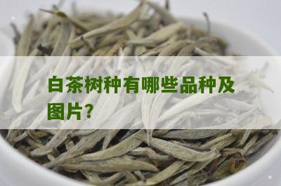 白茶树种有哪些品种及图片？