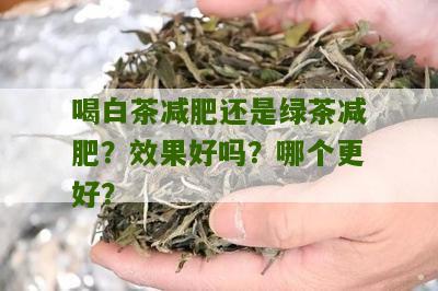 喝白茶减肥还是绿茶减肥？效果好吗？哪个更好？