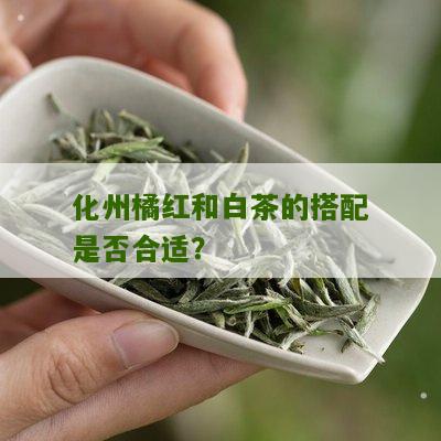 化州橘红和白茶的搭配是否合适？