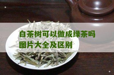 白茶树可以做成绿茶吗图片大全及区别