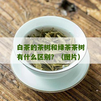 白茶的茶树和绿茶茶树有什么区别？（图片）