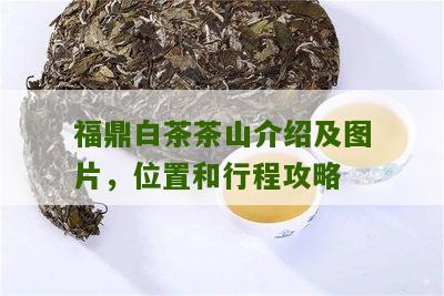 福鼎白茶茶山介绍及图片，位置和行程攻略