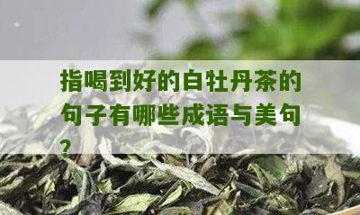 指喝到好的白牡丹茶的句子有哪些成语与美句？