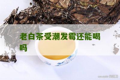 老白茶受潮发霉还能喝吗