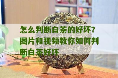 怎么判断白茶的好坏？图片和视频教你如何判断白茶好坏