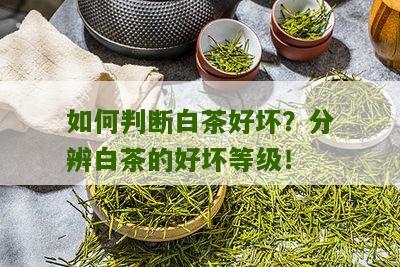 如何判断白茶好坏？分辨白茶的好坏等级！