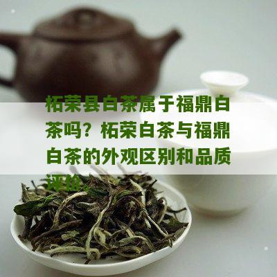 柘荣县白茶属于福鼎白茶吗？柘荣白茶与福鼎白茶的外观区别和品质评价。