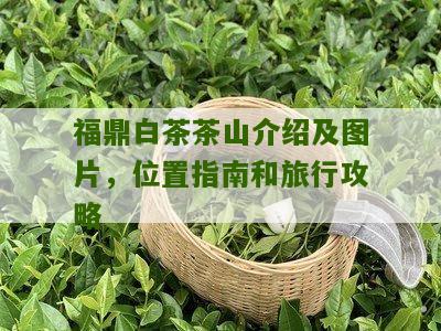 福鼎白茶茶山介绍及图片，位置指南和旅行攻略