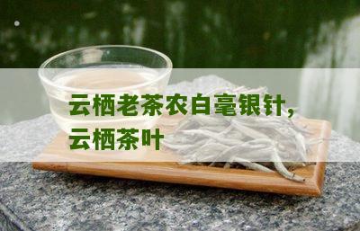 云栖老茶农白毫银针,云栖茶叶